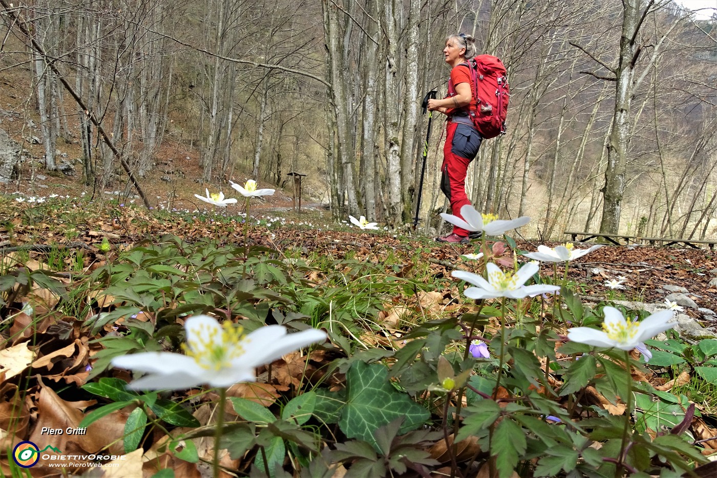 41 Fioriture di anemone dei boschi (Anemone nemorosa).JPG